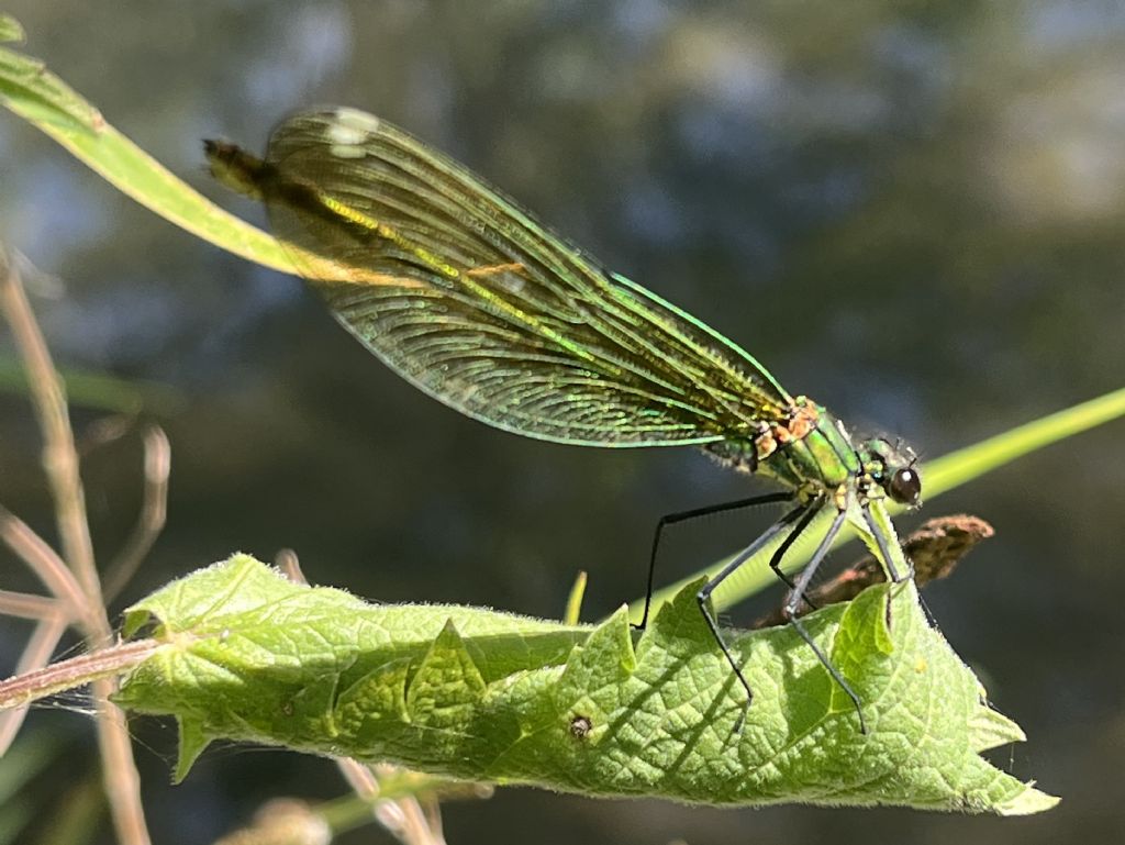 Calopteryx splendens..... m. e f.